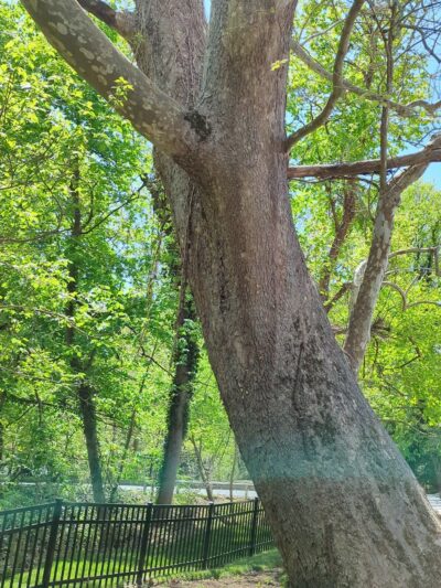 Phillip Green Park - Media, PA