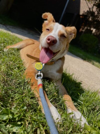 Providence Animal Center - Media, PA