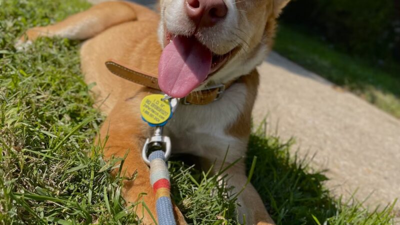 Providence Animal Center - Media, PA