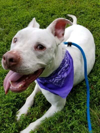 Providence Animal Center - Media, PA