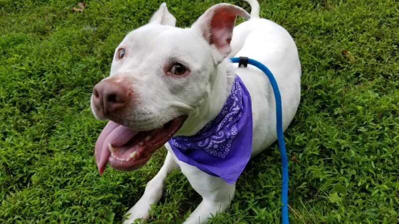 Providence Animal Center - Media, PA