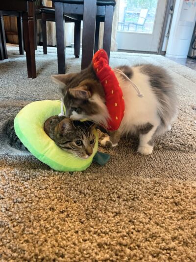Providence Animal Center - Media, PA