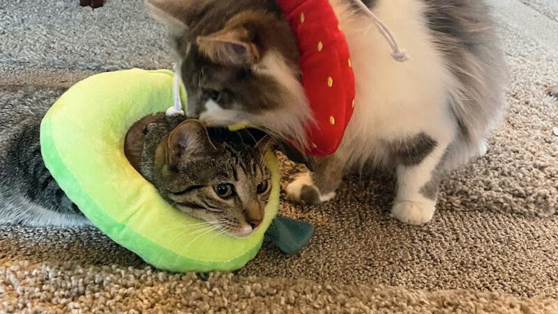 Providence Animal Center - Media, PA