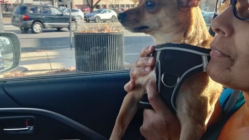 Providence Animal Center - Media, PA
