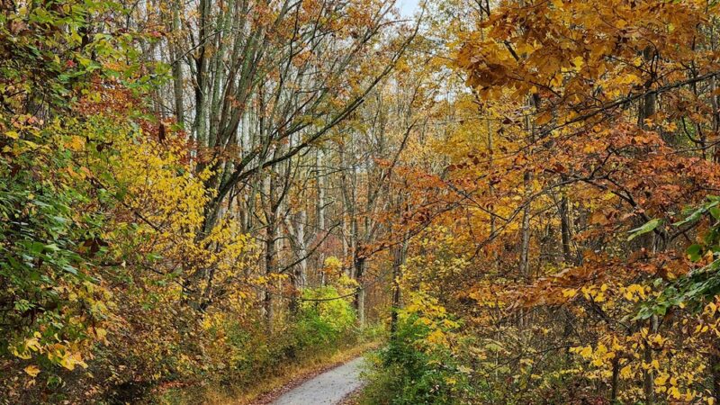 Ridley Creek Waterfall - Media, PA