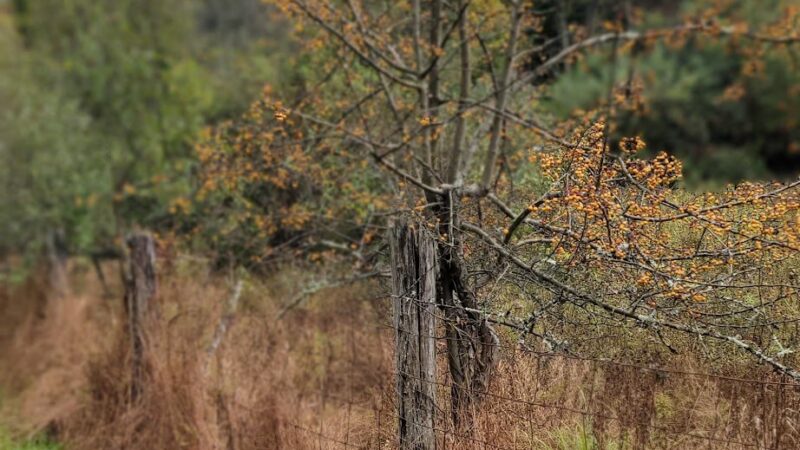 Rocky Run Trail - Media, PA
