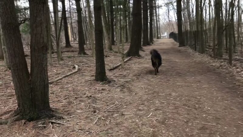 Carolyn Ludwig Mugrage Park - Medina, OH