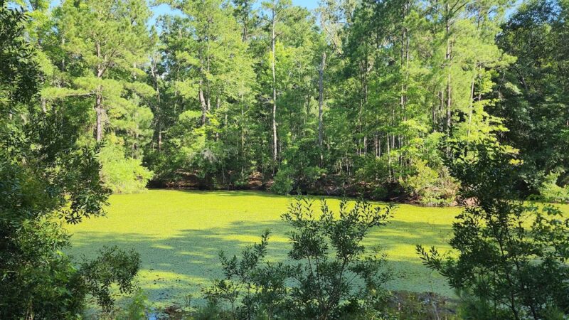Meggett County Park - Meggett, SC