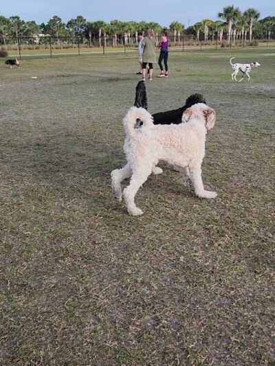 Viera Bark Park - Melbourne, FL
