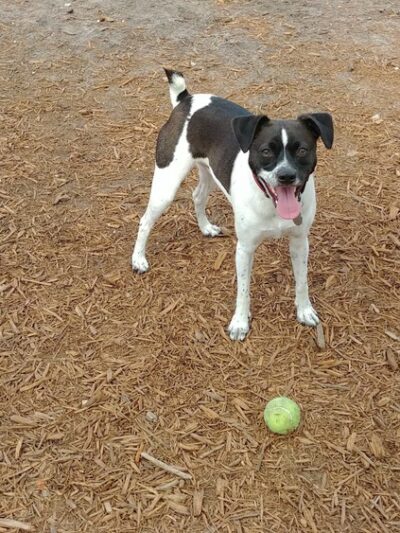 Viera Bark Park - Melbourne, FL