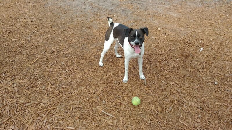 Viera Bark Park - Melbourne, FL