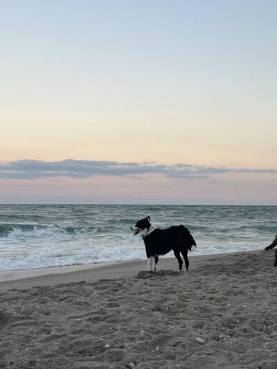 Canova Dog Park - Melbourne, FL