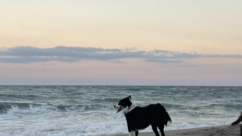 Canova Dog Park - Melbourne, FL