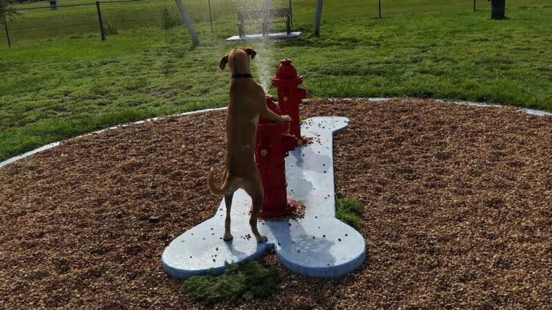 Pieloch Dog Park - Melbourne, FL