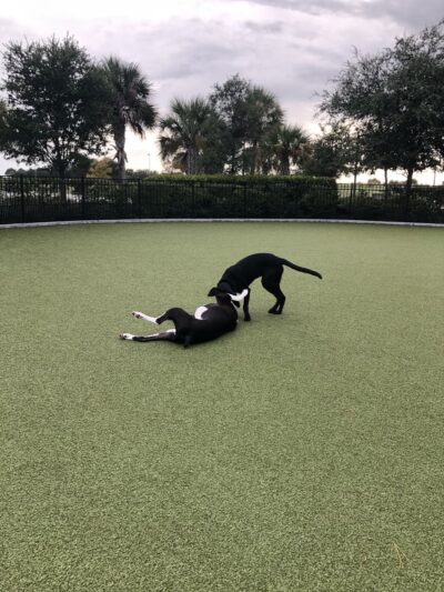 Town Center Dog Park - Melbourne, FL