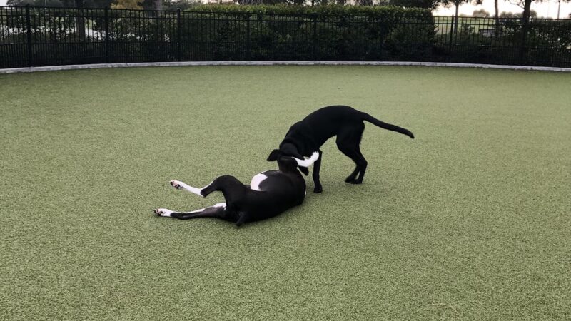 Town Center Dog Park - Melbourne, FL