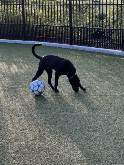 Town Center Dog Park - Melbourne, FL