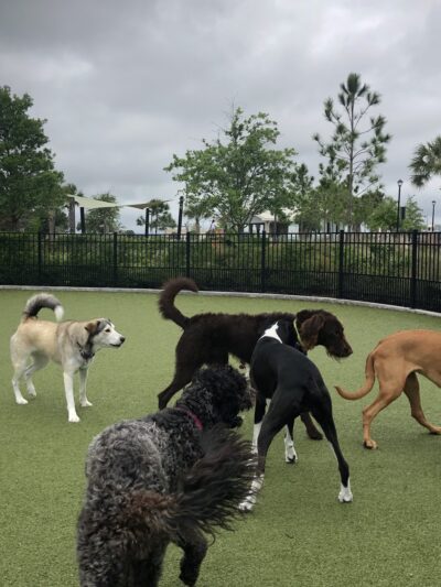Town Center Dog Park - Melbourne, FL