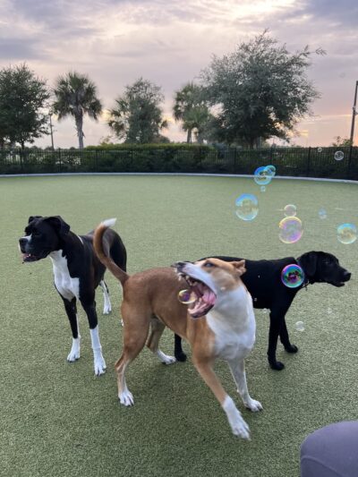 Town Center Dog Park - Melbourne, FL