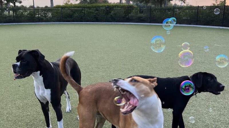 Town Center Dog Park - Melbourne, FL