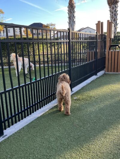 Town Center Dog Park - Melbourne, FL