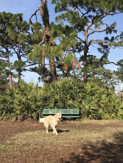 Wickham Park Dog Park - Melbourne, FL