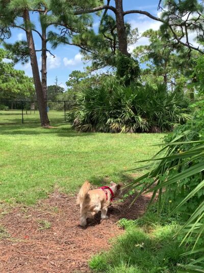 Wickham Park Dog Park - Melbourne, FL