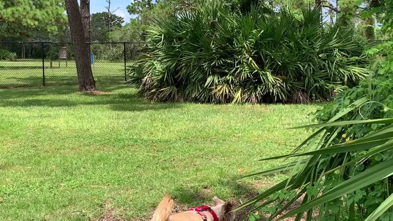Wickham Park Dog Park - Melbourne, FL