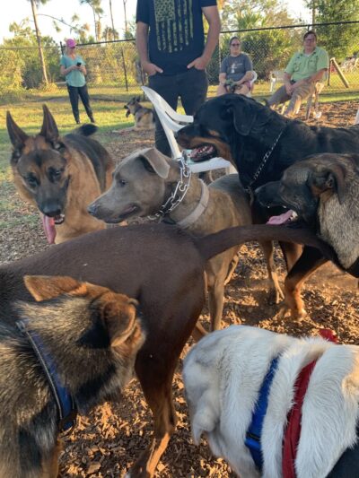 Wickham Park Dog Park - Melbourne, FL