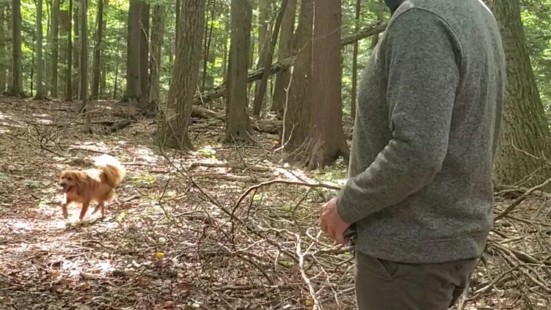 Whiskey Hollow Nature Preserve - Memphis, NY