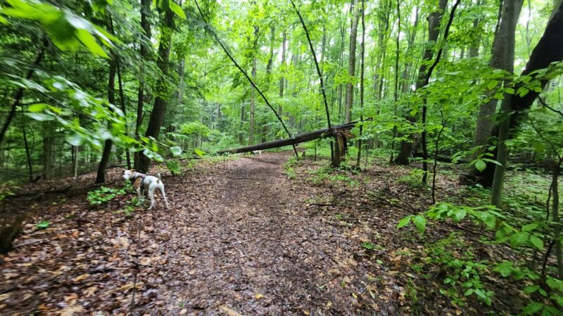 Whiskey Hollow Nature Preserve - Memphis, NY