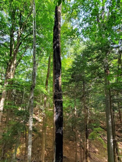 Whiskey Hollow Nature Preserve - Memphis, NY