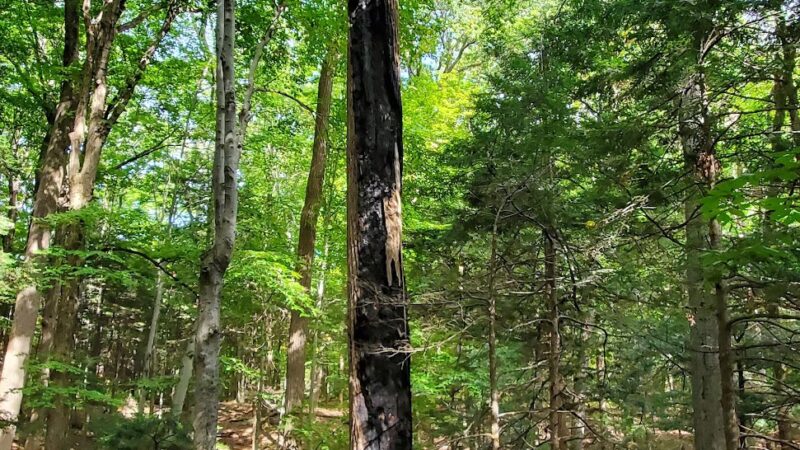 Whiskey Hollow Nature Preserve - Memphis, NY