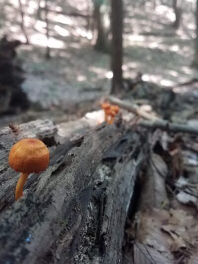 Whiskey Hollow Nature Preserve - Memphis, NY