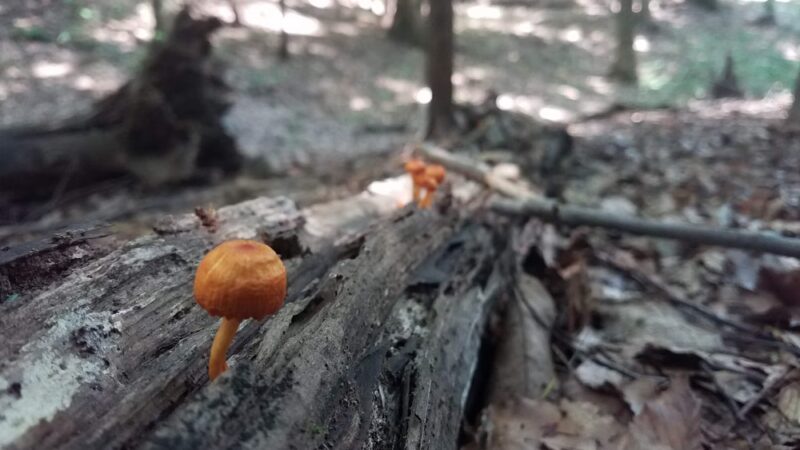 Whiskey Hollow Nature Preserve - Memphis, NY