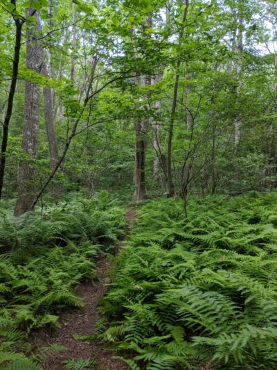 Cormier Woods - Mendon, MA