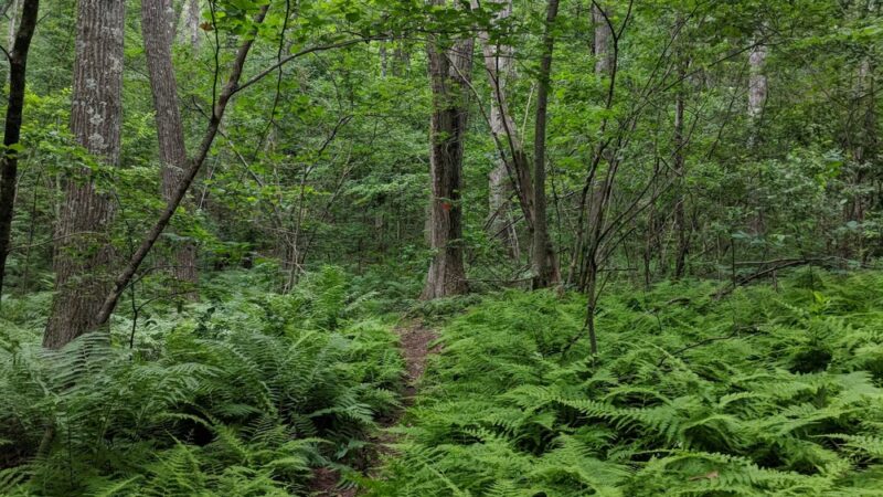 Cormier Woods - Mendon, MA
