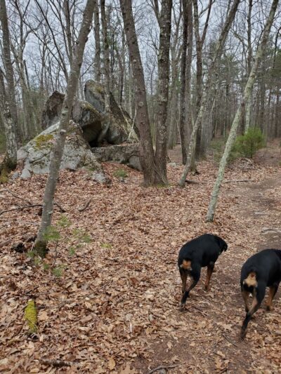 Cormier Woods - Mendon, MA