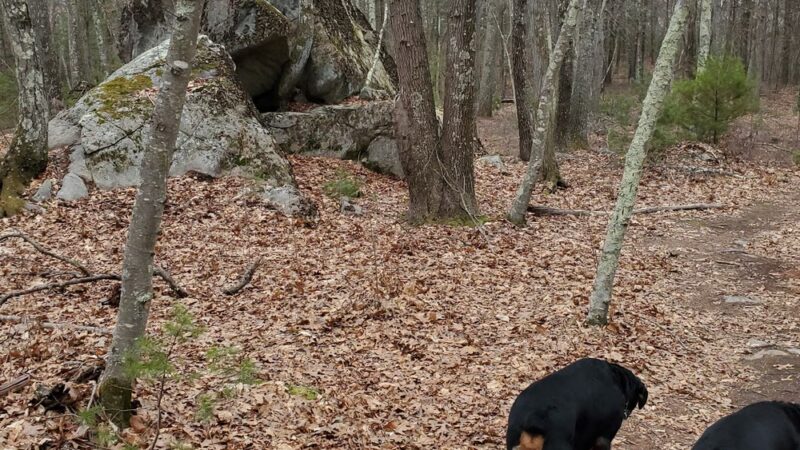 Cormier Woods - Mendon, MA