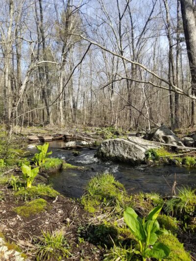 Cormier Woods - Mendon, MA