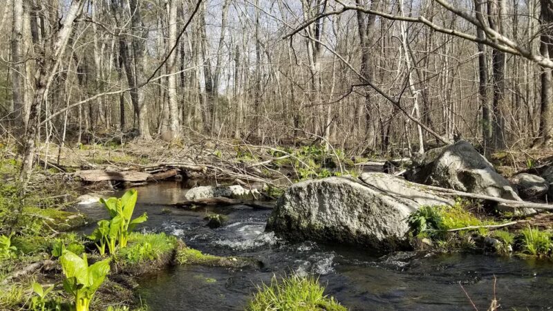 Cormier Woods - Mendon, MA