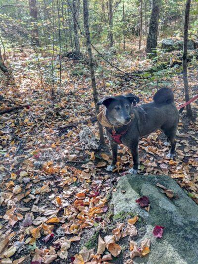 Mendon Town Forest Parking - Mendon, MA