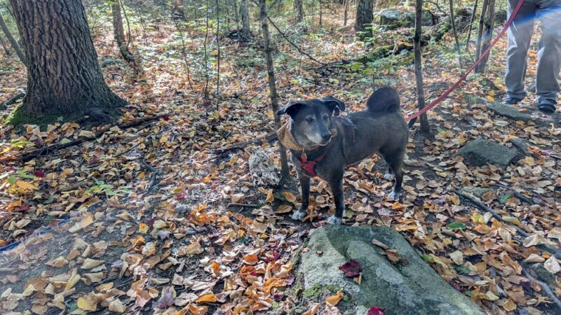 Mendon Town Forest Parking - Mendon, MA