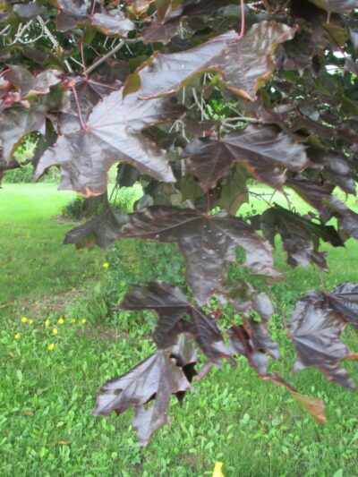 Mendon Station Park - Mendon, NY