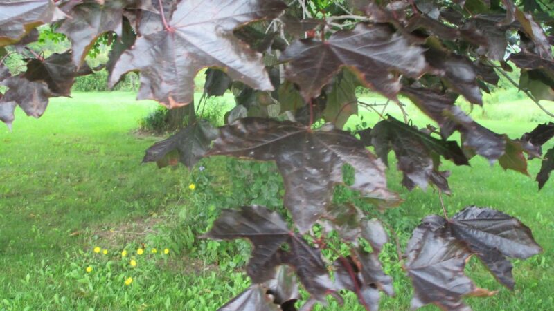 Mendon Station Park - Mendon, NY