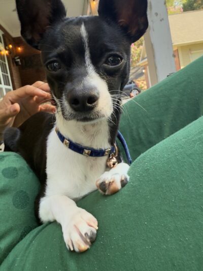 Love Those PAWS Daycare - Meridianville, AL
