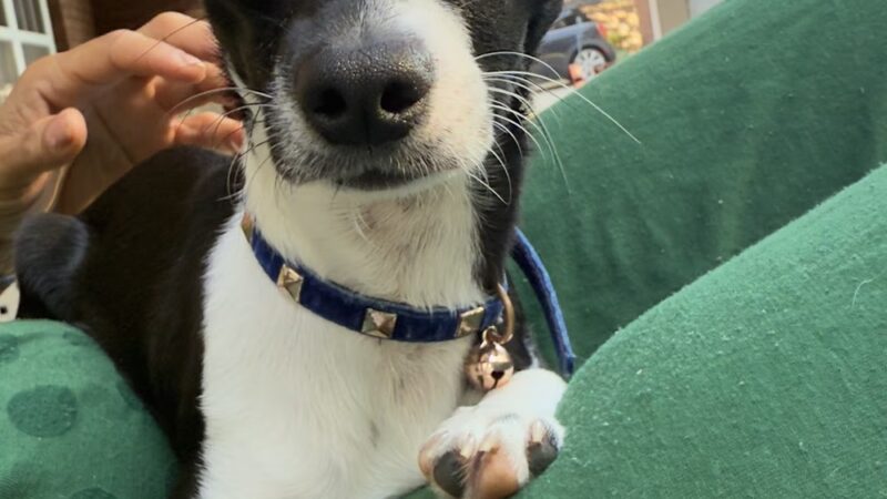 Love Those PAWS Daycare - Meridianville, AL