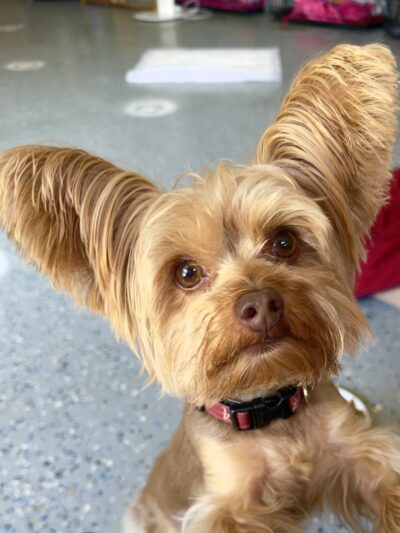 Love Those PAWS Daycare - Meridianville, AL