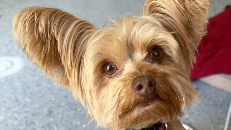 Love Those PAWS Daycare - Meridianville, AL