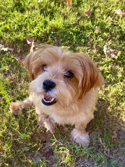 Love Those PAWS Daycare - Meridianville, AL
